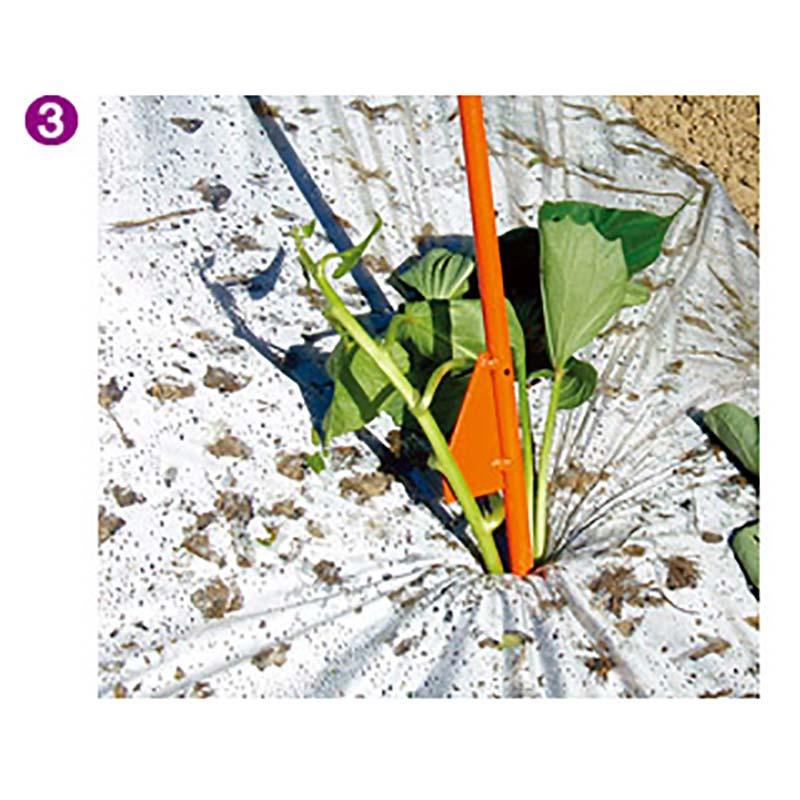 さすけ AP-02 リストループ付 かんしょ 芋づる 苗 植え付け 立ち 作業 サンエー 代引不可 |  | 04