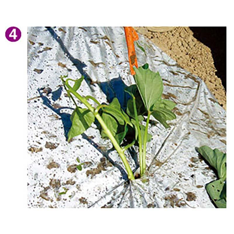 さすけ AP-02 リストループ付 かんしょ 芋づる 苗 植え付け 立ち 作業 サンエー 代引不可 |  | 05