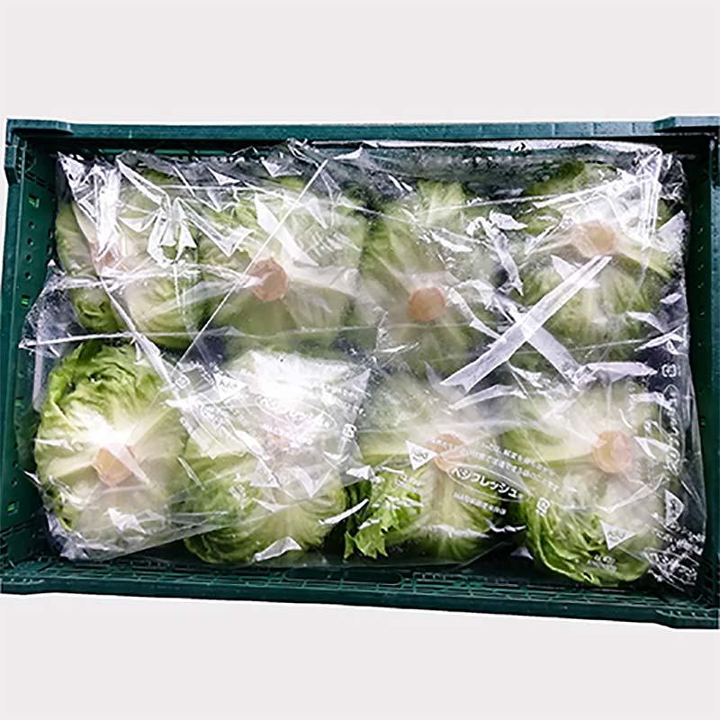 500枚 ベジフレッシュ 大袋 LL＃20 1050mm×800mm 葉物 コンテナ ダンボール 鮮度 保持袋 タS 北海道不可 個人宅配送不可 代引不可 |  | 01