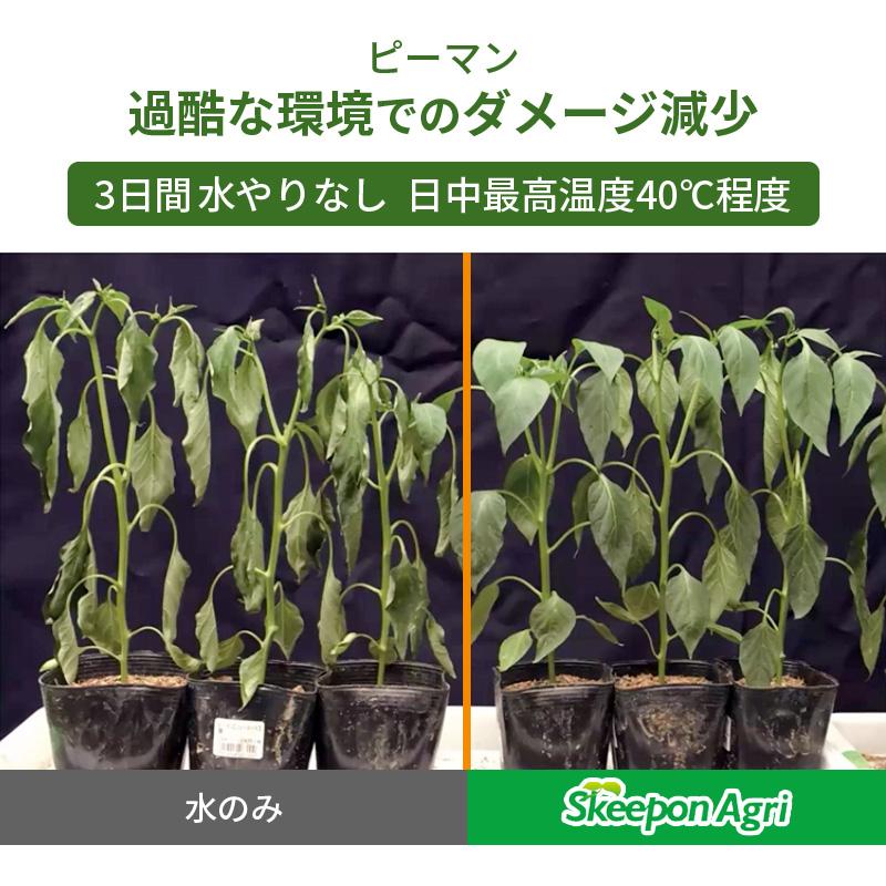 スキーポン・アグリ Skeepon Agri 1L バイオスティミュラント資材 酢酸 野菜 農園 農業 園芸 高温 乾燥 ダメージ 軽減 スキーポンアグリ 大興貿易 代引不可 |  | 06