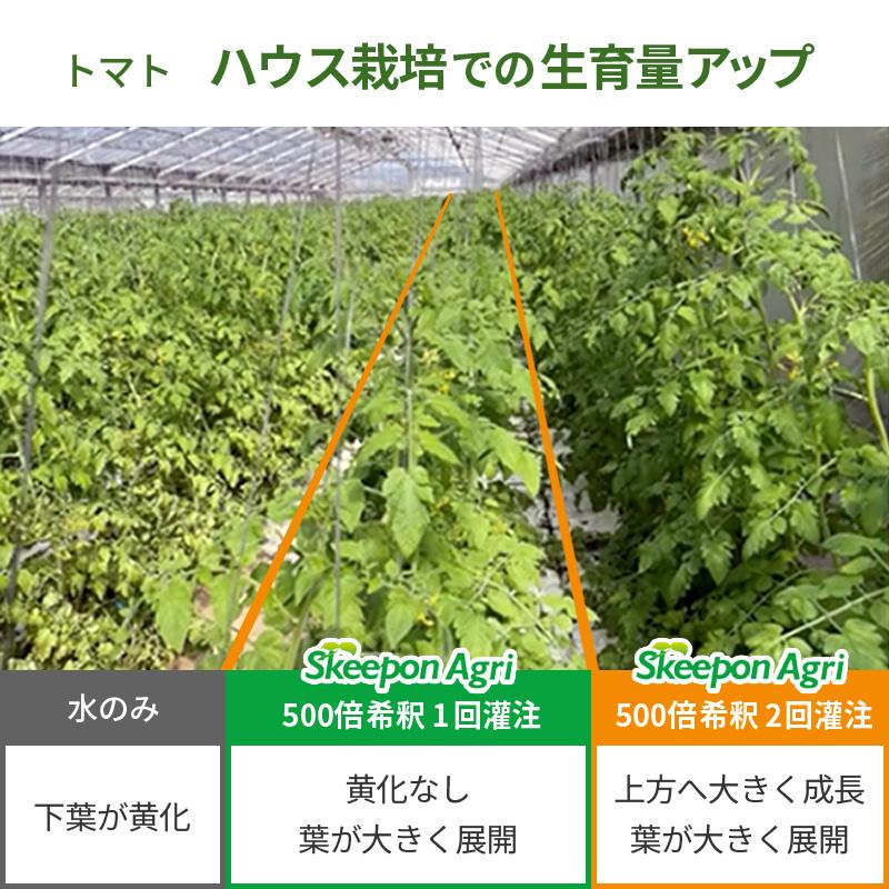 スキーポン・アグリ Skeepon Agri 1L バイオスティミュラント資材 酢酸 野菜 農園 農業 園芸 高温 乾燥 ダメージ 軽減 スキーポンアグリ 大興貿易 代引不可 |  | 07