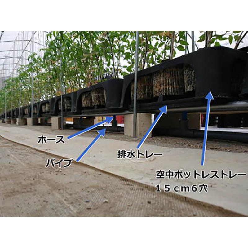 40枚 6穴専用 排水トレー ポットレストレー15.0センチ 阪中緑化資材 タS 代引不可 |  | 03