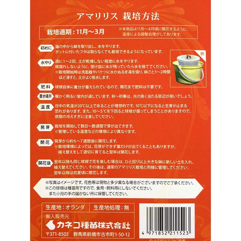 ポットアマリリス ジャンボ型 ポットサイズ17cm (赤・白・ピンク・オレンジ・桃白・赤白) 栽培セット 球根 花 カネコ種苗 吉S DZ |  | 02