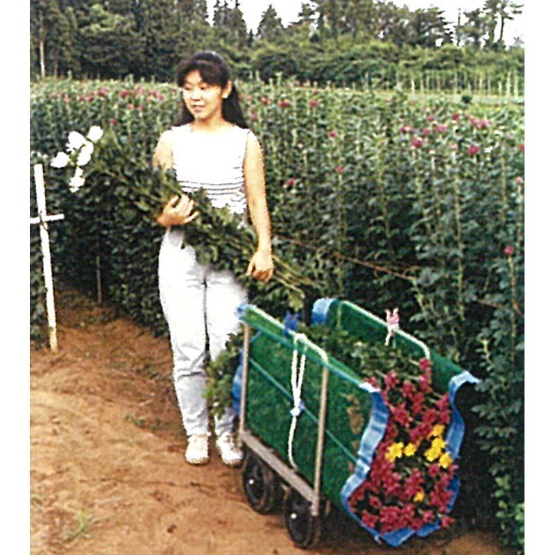ニューアルミフラワー30 ネット5枚付属 槍木産業 うつぎ産業 サT 代引不可 |  | 02