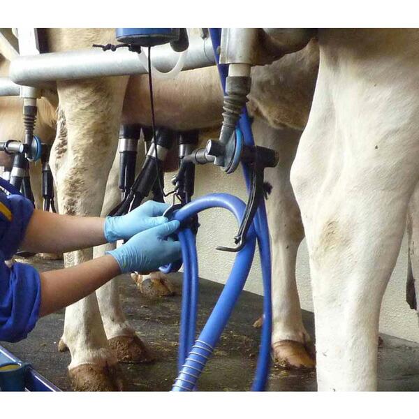 ニトリスト・タフ 100枚入 ブルー Mサイズ ショーワグローブ 三カD |  | 01