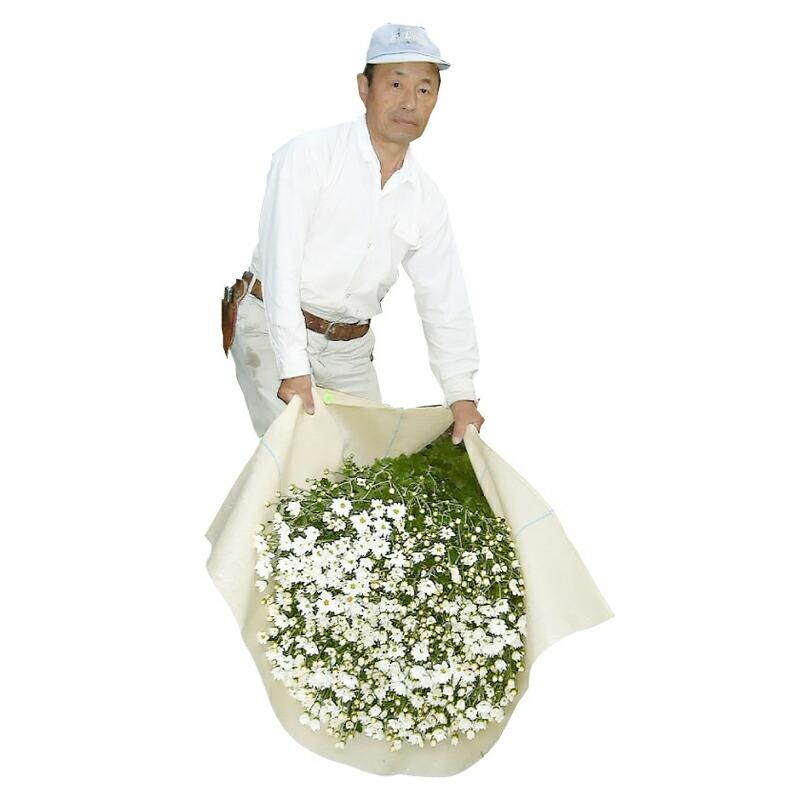 50枚 収穫布 ベンリークロス 大紀産業 H1000×2100 ベージュ 収穫袋 収穫 袋 道具 織布 通気性 葉タバコ 花卉 農業 農園 園芸 畑作 個人宅配送不可 代引不可 |  | 03