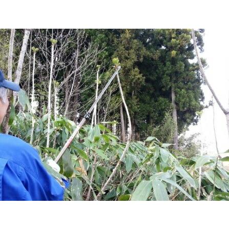 伸縮式山菜きのこ鎌 SKK-01 95cmから170cm フTD |  | 02