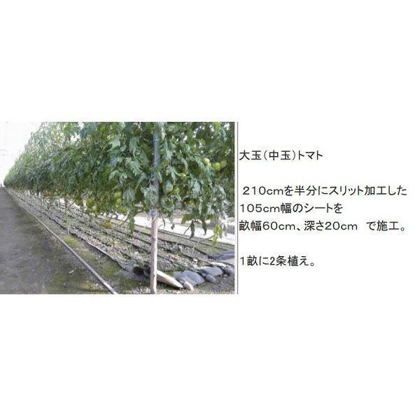 ルートラップシート 黒 20A 0.4mm厚 幅210cm×100m ぶどう等の根域制限栽培に 透水性シート 遮根シート 防根シート 不織布 ハセガワ工業 北海道不可 代引不可 |  | 04