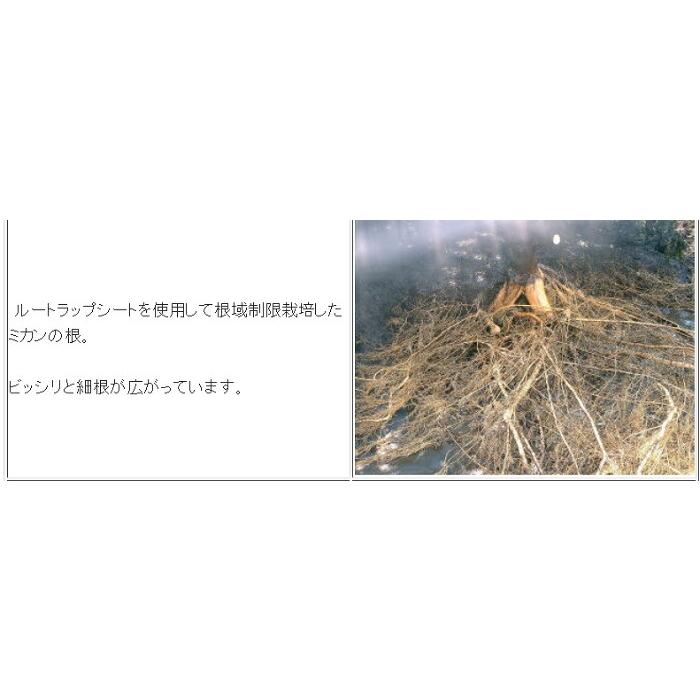 ルートラップシート 黒 30A 0.5mm厚 幅210cm×100m ぶどう等の根域制限栽培に 透水性シート 遮根シート 防根シート 不織布 ハセガワ工業 北海道不可 代引不可の画像