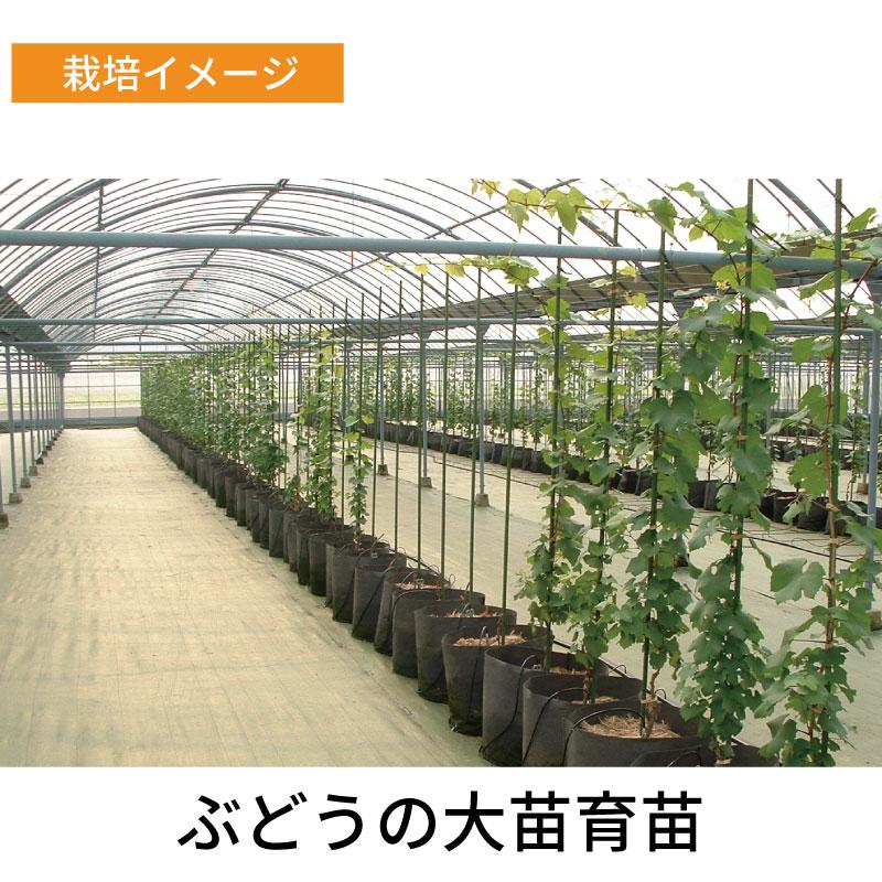 10枚 ルートラップ ポット 30A 直径 105cm × 高さ 50cm 容量 400L 不織布 ポット ルートラップポット 根域制限 防根 遮根 透水 果樹栽培 ハセガワ工業 代引不可 |  | 10