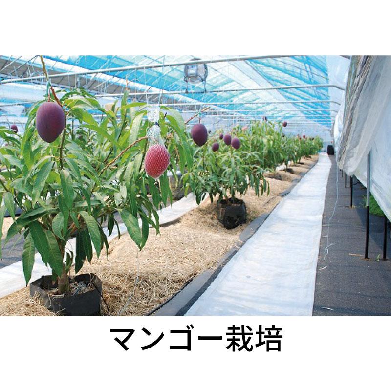 10枚 ルートラップ ポット 30A 直径 105cm × 高さ 50cm 容量 400L 不織布 ポット ルートラップポット 根域制限 防根 遮根 透水 果樹栽培 ハセガワ工業 代引不可 |  | 11