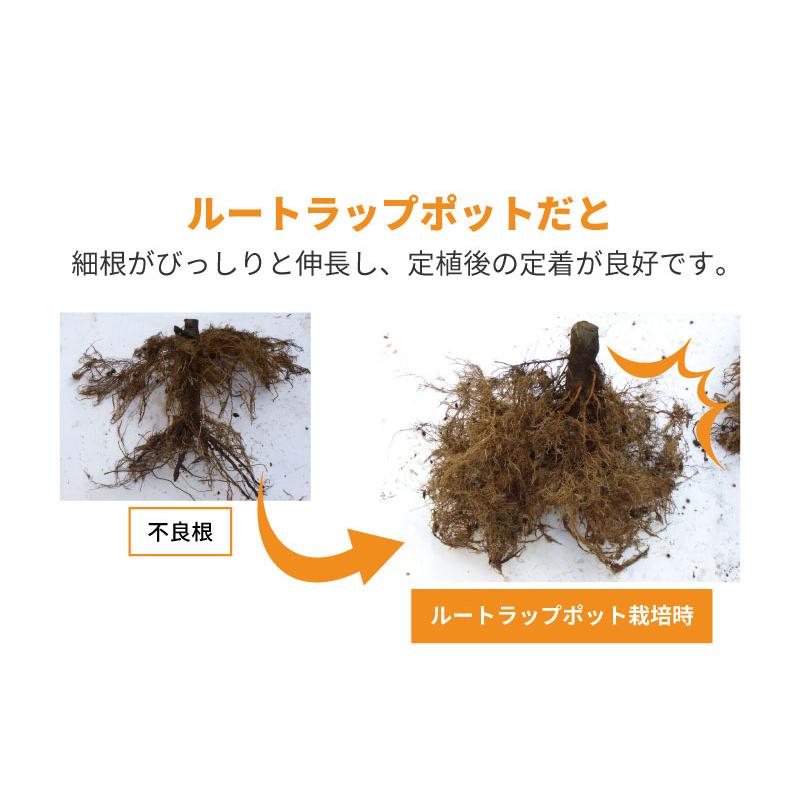 10枚 ルートラップ ポット 30A 直径 105cm × 高さ 50cm 容量 400L 不織布 ポット ルートラップポット 根域制限 防根 遮根 透水 果樹栽培 ハセガワ工業 代引不可 |  | 05