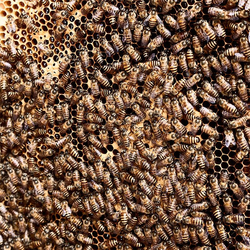 花粉交配用 セイヨウミツバチ 無王 約4000匹 受粉 ダンボール撥水巣箱