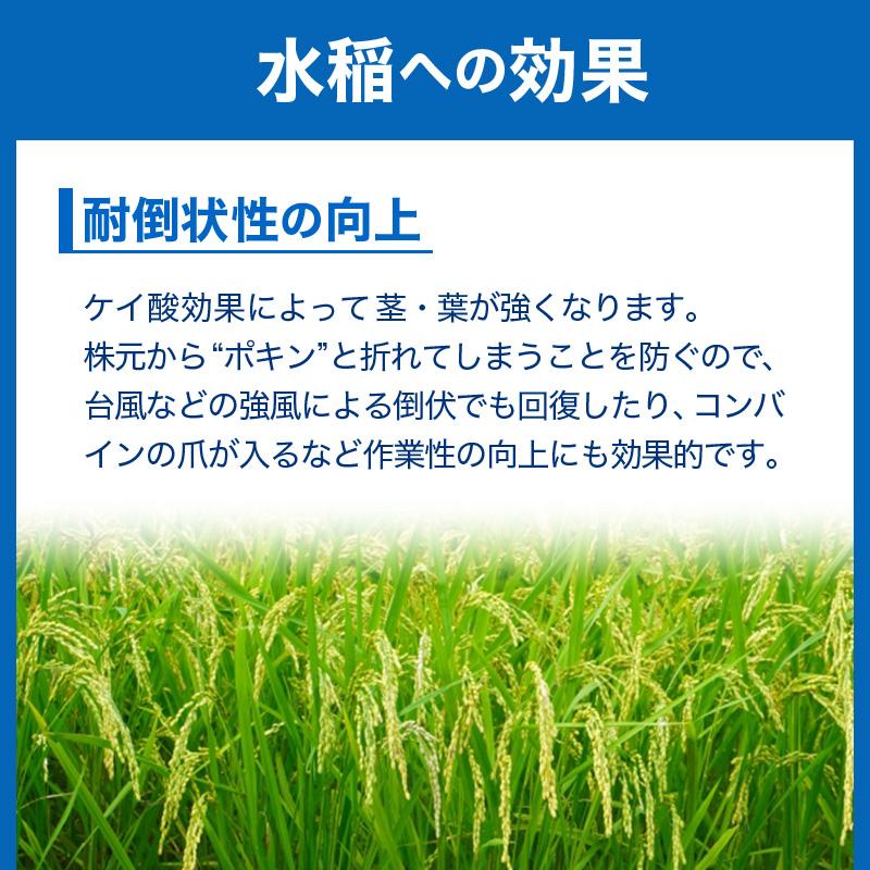 イネニカ 20kg 30袋セット 耐倒状性 水稲 稲作 稲 玉ねぎ タマネギ ネギ 野菜 土壌改良 肥料 覆土 追肥 ケイカル ケイ酸カルシウム K物D 個人宅配送不可 |  | 08