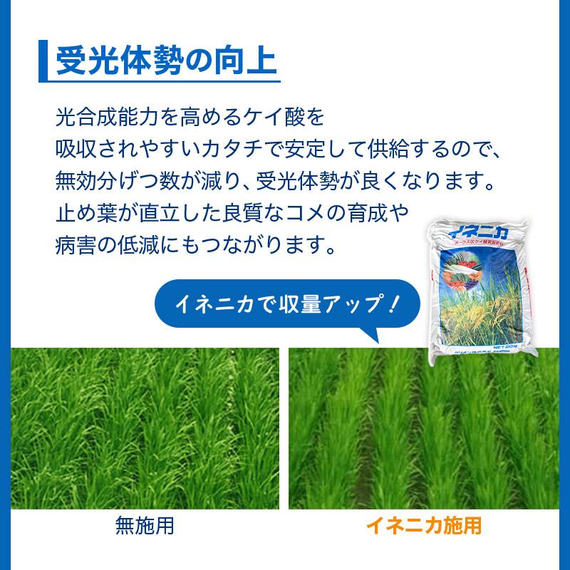 イネニカ 20kg 30袋セット 耐倒状性 水稲 稲作 稲 玉ねぎ タマネギ ネギ 野菜 土壌改良 肥料 覆土 追肥 ケイカル ケイ酸カルシウム K物D 個人宅配送不可 |  | 09