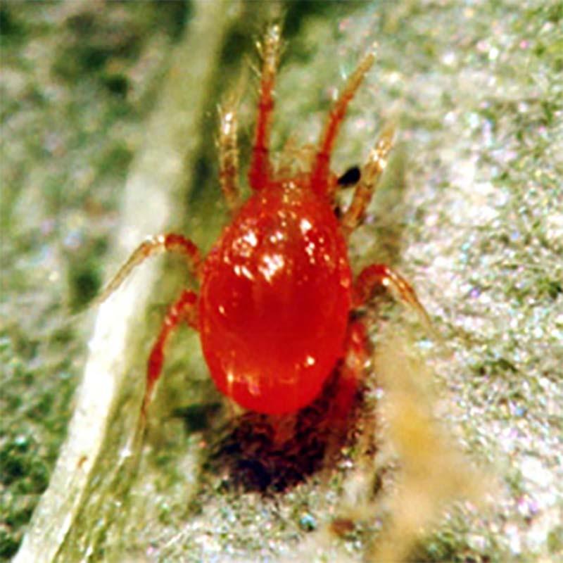 納期3週間程度 要着日指定 時間指定不可 天敵製剤 チリトップ 2 000頭 500ml チリカブリダニ ハダニ類駆除 アグリセクト タ種 代引不可 農業用品販売のプラスワイズ 通販 Yahoo ショッピング