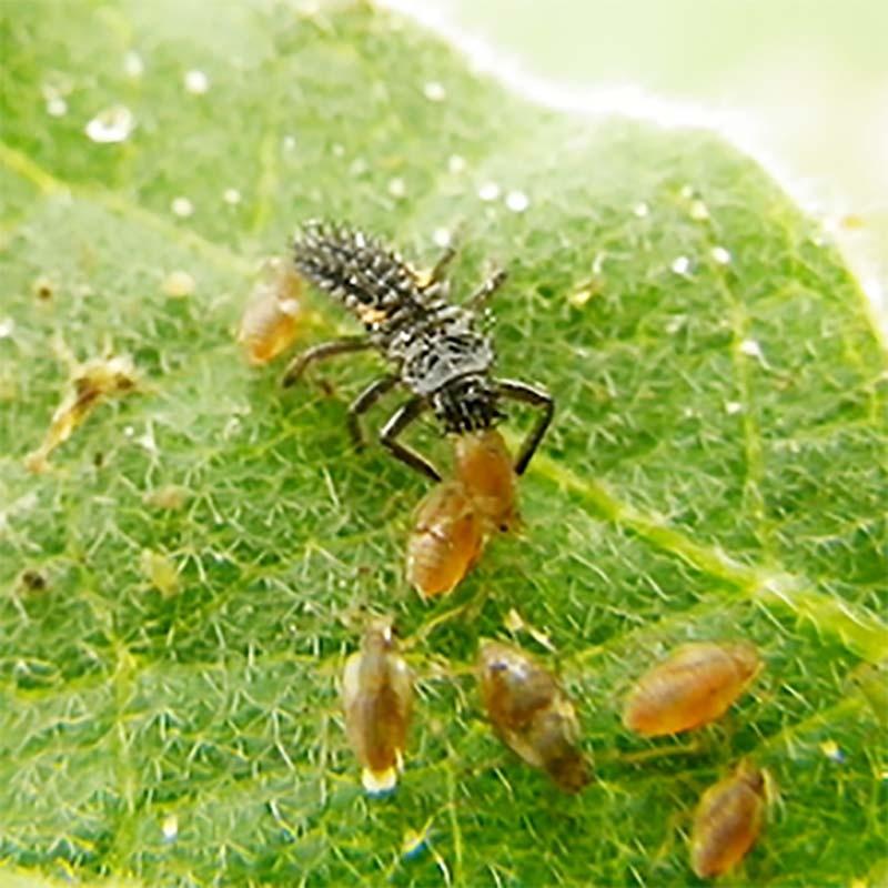 要着日指定 時間指定不可 天敵製剤 テントップ ２および３齢幼虫 50頭 150ml ナミテントウ アブラムシ類駆除 アグリセクト タ種 代引不可 農業用品販売のプラスワイズ 通販 Yahoo ショッピング