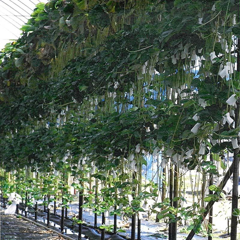 つるーと NWF300 2cm×8cm 10000個入 いちご 高設 栽培用 高 保水性 マット 苺 イチゴ 栽培 農業 農業資材 農業用品 ベル開発 カ施 北海道不可 代引不可 |  | 05