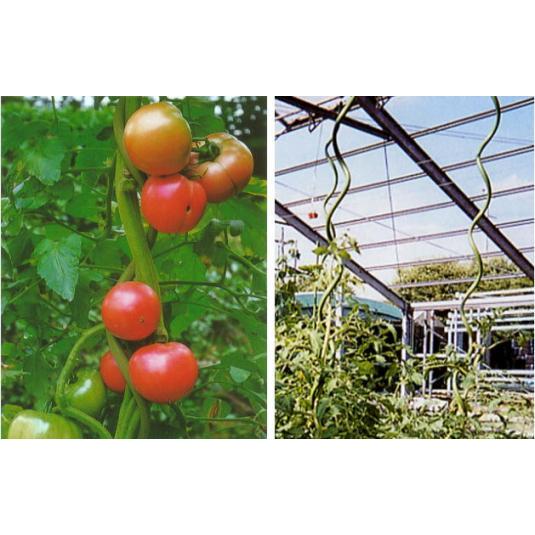 らせん トマト支柱 直径13×1500mm 100本入 きゅうり支柱・結束いらず シンセイ 個人宅配送不可 代引不可 |  | 02