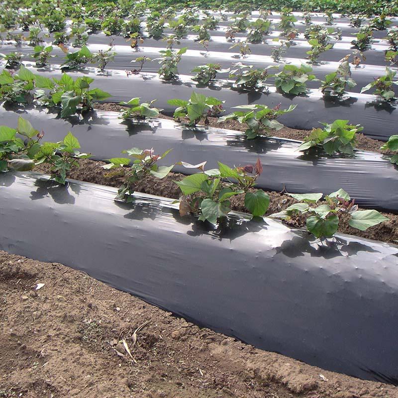 12本 菜園用耐熱黒マルチ 0.02mm×95cm×50m マルチ イワタニ タS 個人宅配送不可 北海道不可 代引不可 |  | 02