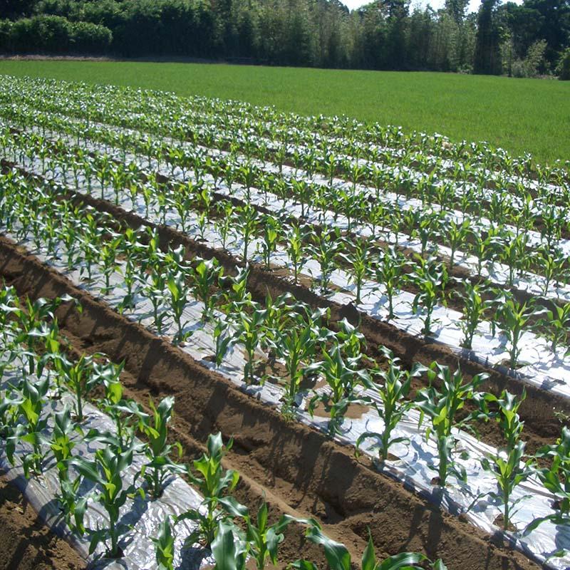 12本 菜園用耐候透明マルチ 0.02mm×135cm×50m マルチ イワタニ タS 個人宅配送不可 北海道不可 代引不可 |  | 03