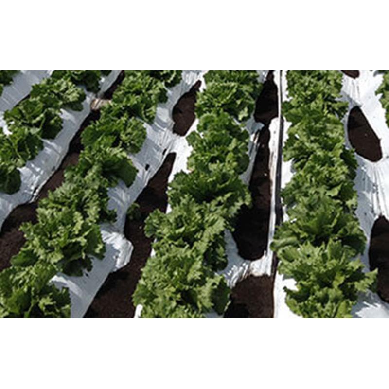 2本 リバースマルチ 白黒 ハイホワイト 0.025mm×180cm×200m 高反射タイプ イワタニ タS D |  | 02