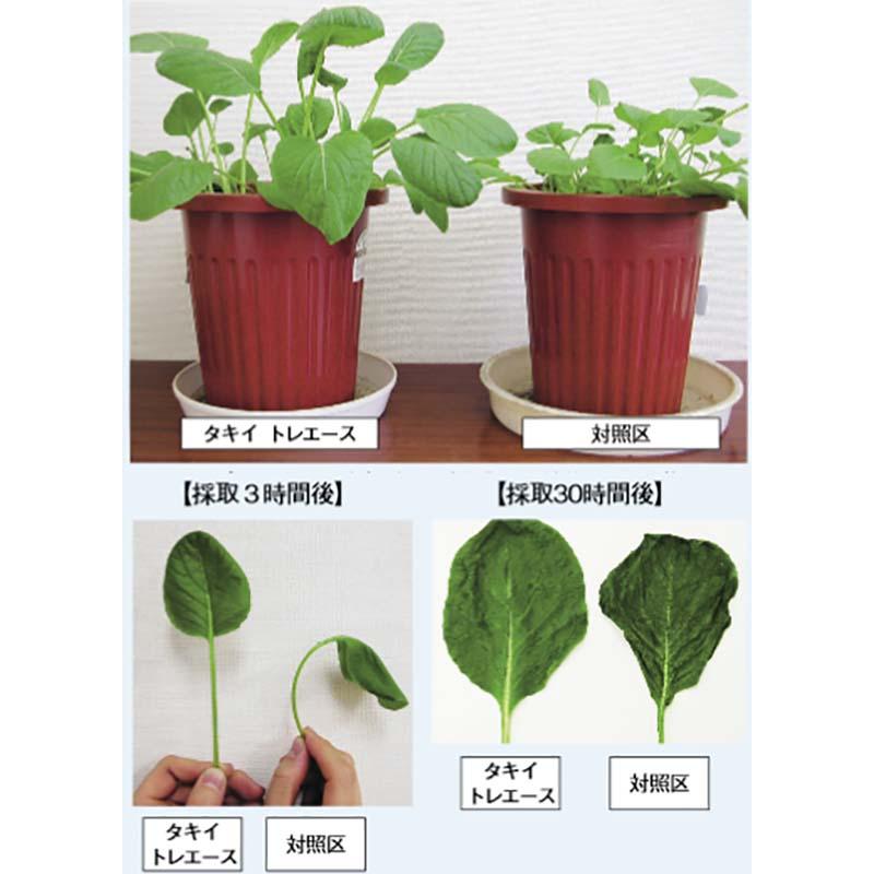 タキイ トレエース 500g 寒害対策 しおれ軽減 鮮度保持 トレハロース タキイ種苗 代引不可 |  | 02