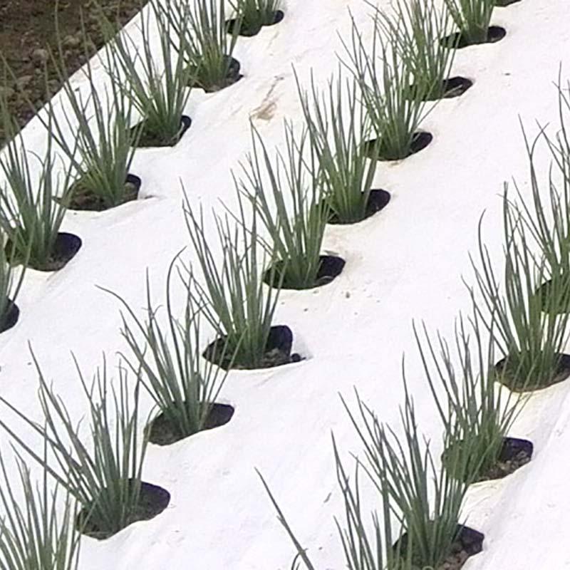 タイベック マルチ 700AG 1.5m×100m 白マルチ 農業用マルチ 野菜 フルーツ 花卉 遮熱性 通気性 透湿性 アザミウマ対策 農業資材 カ施 個人宅配送不可 代引不可 |  | 05