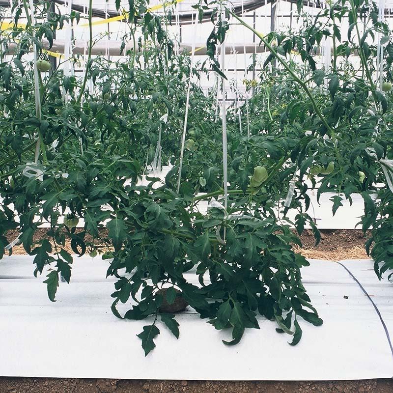 タイベック マルチ 1000AG (厚手) 1m×100m 白マルチ 白 マルチシート シート 野菜 フルーツ 花卉 遮熱性 通気性 透湿性 アザミウマ 個人宅配送不可 代引不可 |  | 01