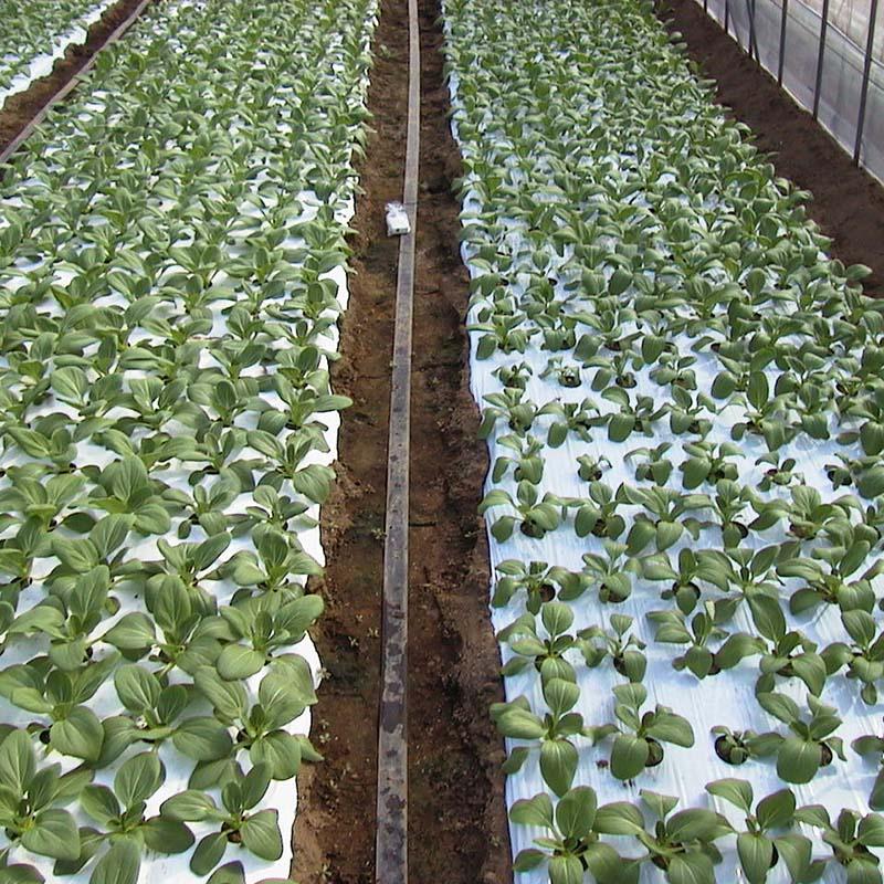 タイベック マルチ 1000AG (厚手) 1.0m×100m 野菜 フルーツ 花卉 カ施 個人宅配送不可 代引不可 |  | 02