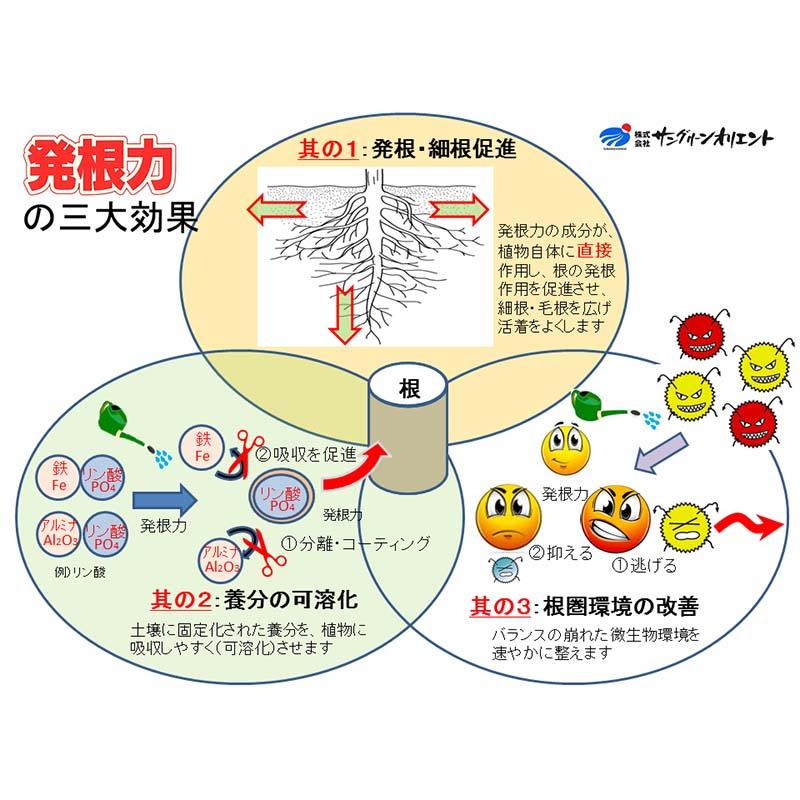 6本 発根力 2L 発根促進剤 液肥 液体肥料 500倍希釈 発根 促進 家庭菜園 ガーデニング 園芸 用品 資材 農業用品 農業資材 サングリーンオリエント タS D |  | 02