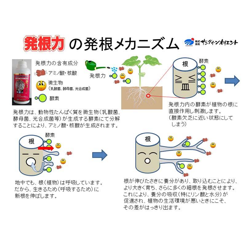 6本 発根力 2L 発根促進剤 液肥 液体肥料 500倍希釈 発根 促進 家庭菜園 ガーデニング 園芸 用品 資材 農業用品 農業資材 サングリーンオリエント タS D |  | 03