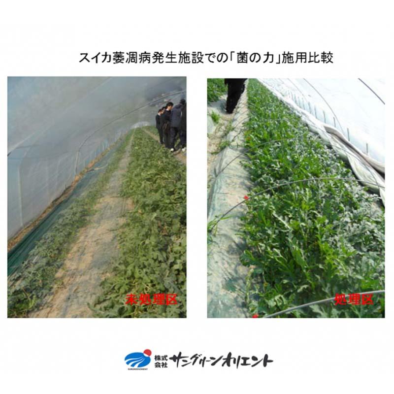 48本 菌の力 100ml 500倍希釈 土壌改善 成長促進 品質向上 サングリーンオリエント タS D |  | 06
