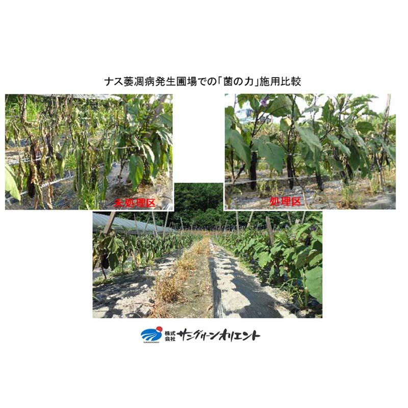 48本 菌の力 100ml 500倍希釈 土壌改善 成長促進 品質向上 サングリーンオリエント タS 代引不可 時間指定不可｜plusys｜08