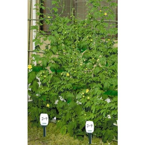 コンパル 緑のカーテンプレート 小 野菜・花・球根の植え込み等の成長記録に アサノヤ産業D | アサノヤ産業 | 01