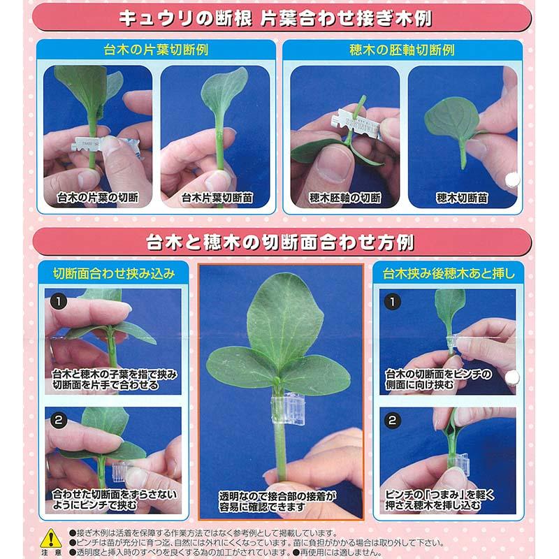 10000個 クリアピンチM CPM-10 接ぎ木保持具 方葉合わせ接木用 1000個×10袋 キュウリ スイカ ゴーヤ 等 シーム タS 代引不可 |  | 03