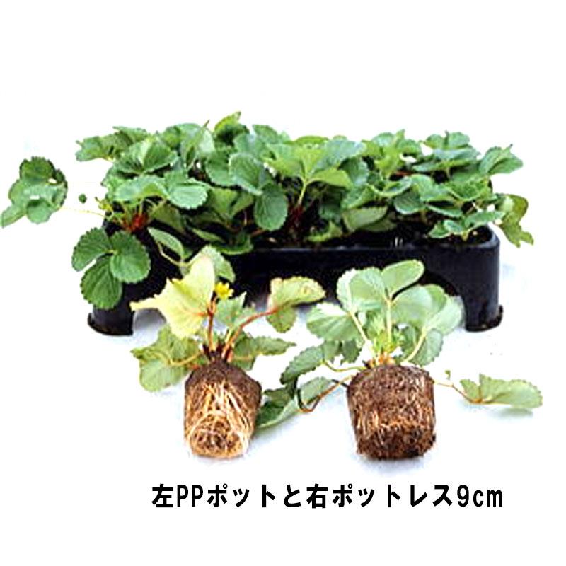 20枚 空中ポットレストレー 128連結 脚付 阪中緑化資材 タS 代引不可 |  | 04