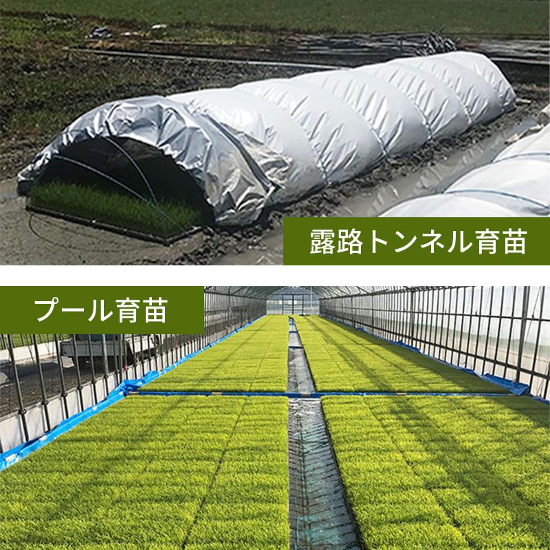 3本 ハイホワイトシルバー 2.7×50m 育苗用シート 水稲用 苗焼け防止 高反射 保温 地温抑制 夜間 保水性 ハウス プール育苗 被覆資材 岩谷マテリアル 270 タSDZ |  | 09