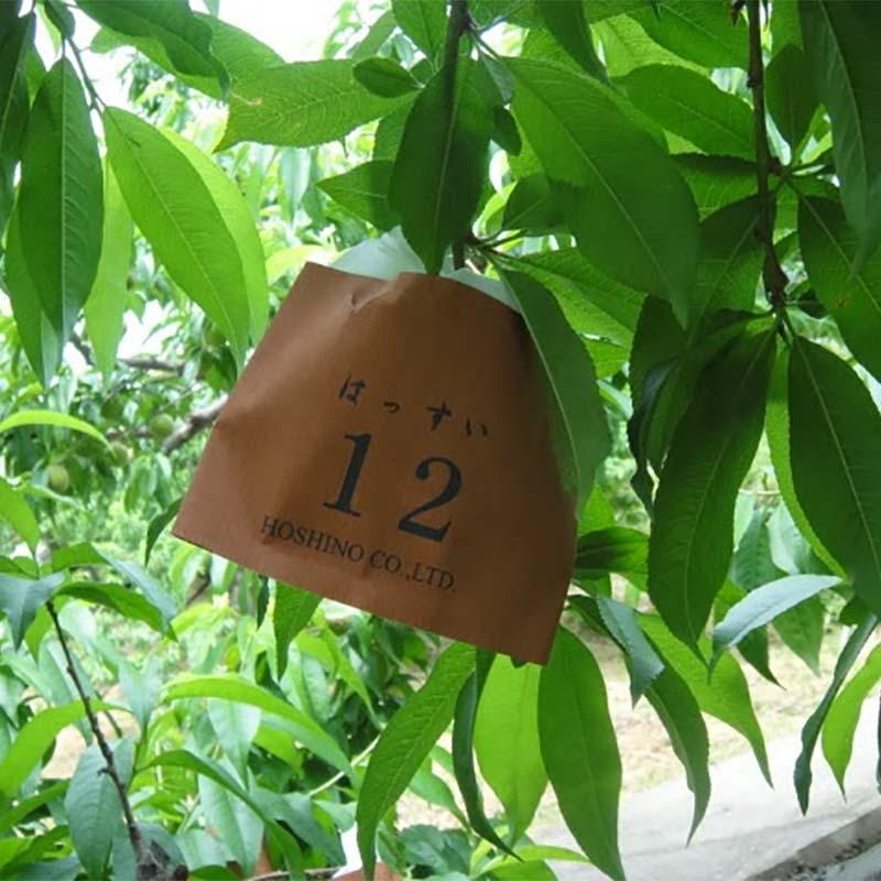 2500枚 果実袋 新アイラブ二重袋 撥水 10 ミシン目入 552127 極早生品種 桃 モモ もも 掛袋 星野 代引不可 |  | 01