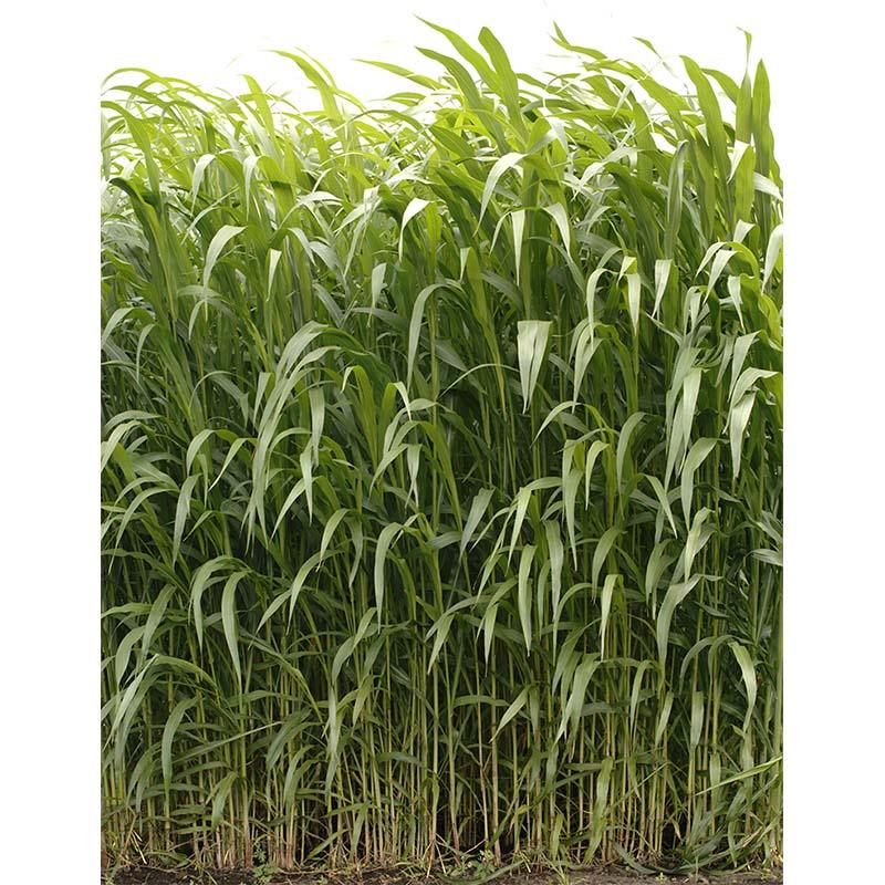 種 10kg つちたろう(ジャンボ) ソルガム 緑肥 線虫抑制 ソルゴー ソルダム スーダングラス 雪印種苗 米S 代引不可 (登録品種名:ジャンボ) | 