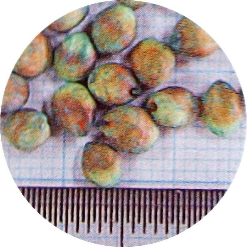 種 10kg つちたろう(ジャンボ) ソルガム 緑肥 線虫抑制 ソルゴー ソルダム スーダングラス 雪印種苗 米S 代引不可 (登録品種名:ジャンボ) |  | 02