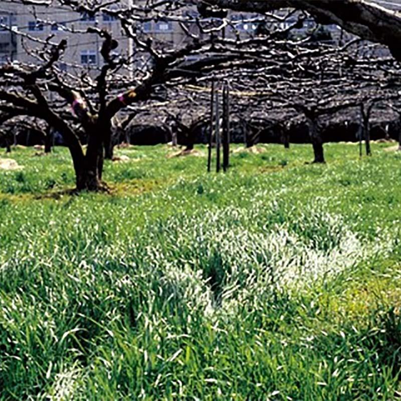 種 10kg マンモスイタリアンB (ビリケン) イタリアンライグラス 緑肥 イネ科作物 雪印種苗 米S 代引不可 (登録品種名:ビリケン) | 
