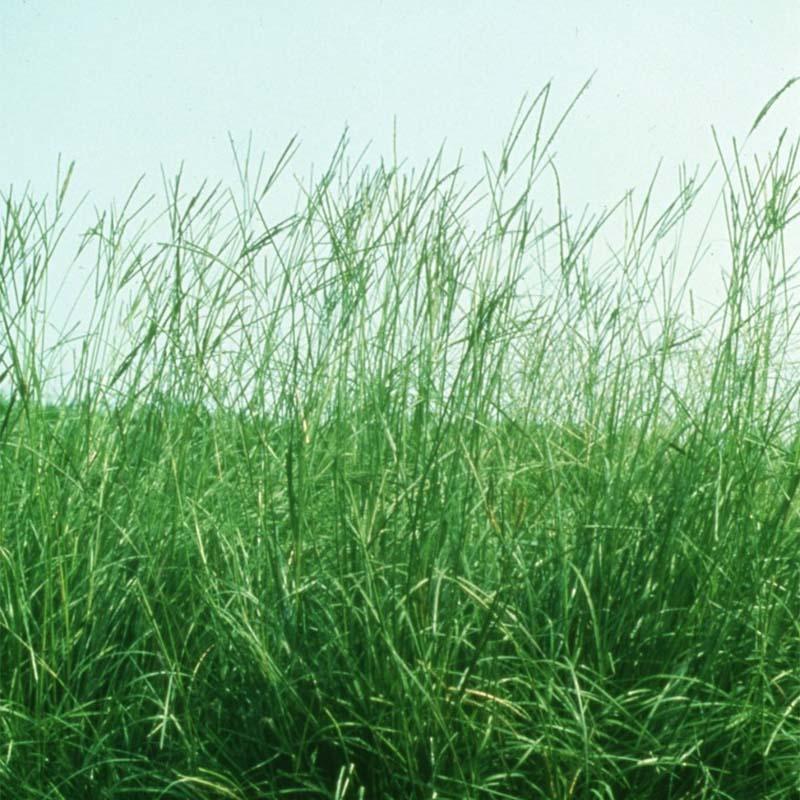 種 4kg バヒアグラス ペンサコラ 果樹草生栽培用 フルーツグラス 雪印種苗 米S 代引不可 (登録品種名:ペンサコラ) | 