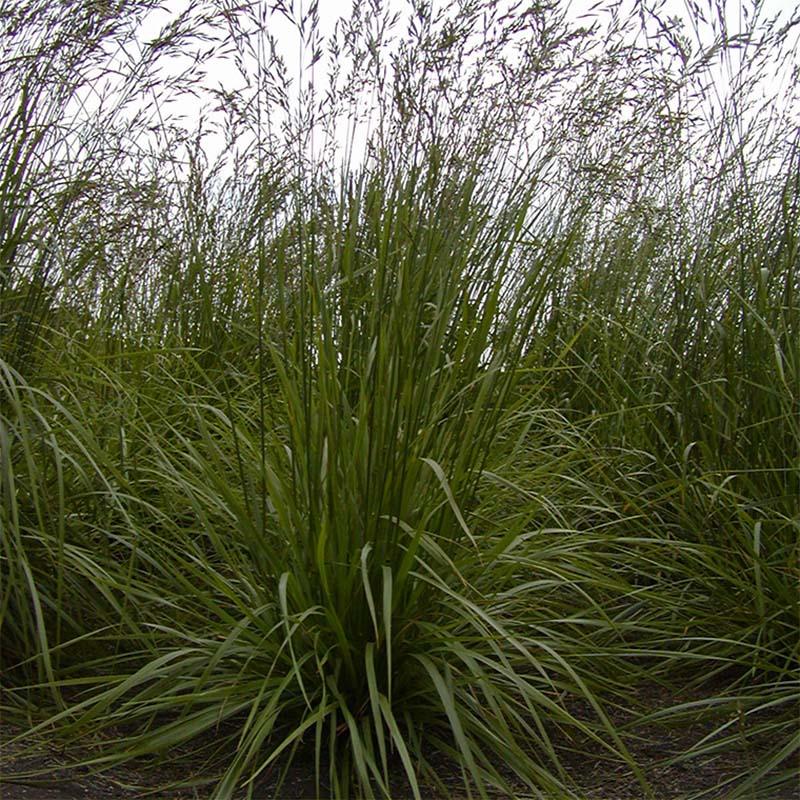 種 2kg トールフェスク フォーン 雪印種苗 米S 代引不可 (登録品種名:フォーン) | 