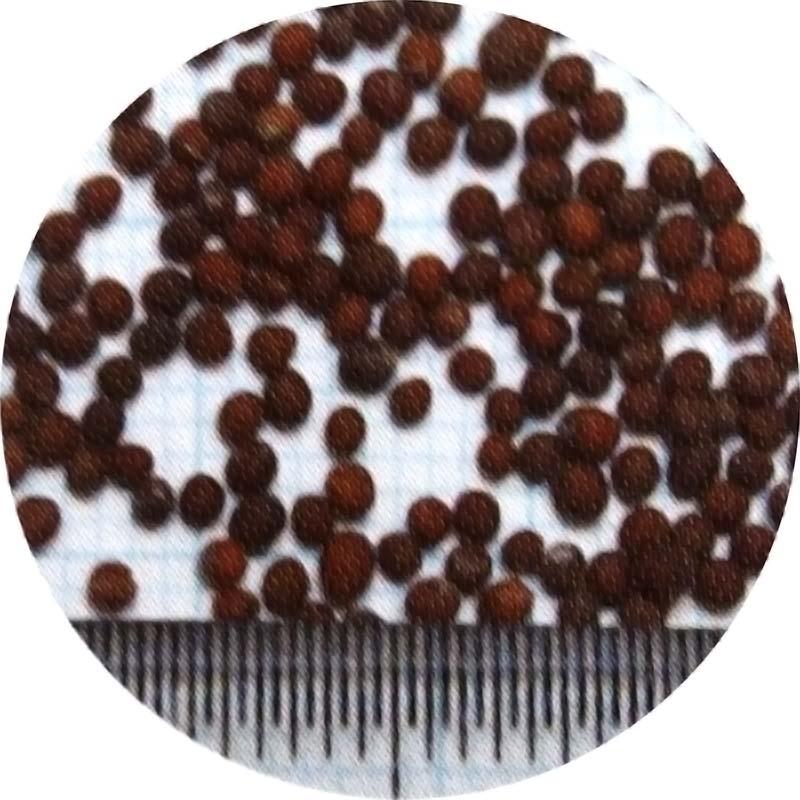 種 3kg PVP カラシナ 辛神 からじん 緑肥 薫蒸作物 生種子 雪印種苗 米S 代引不可 (海外持出禁止 登録品種名: 辛神 農林水産省品種登録:第22067号) |  | 01