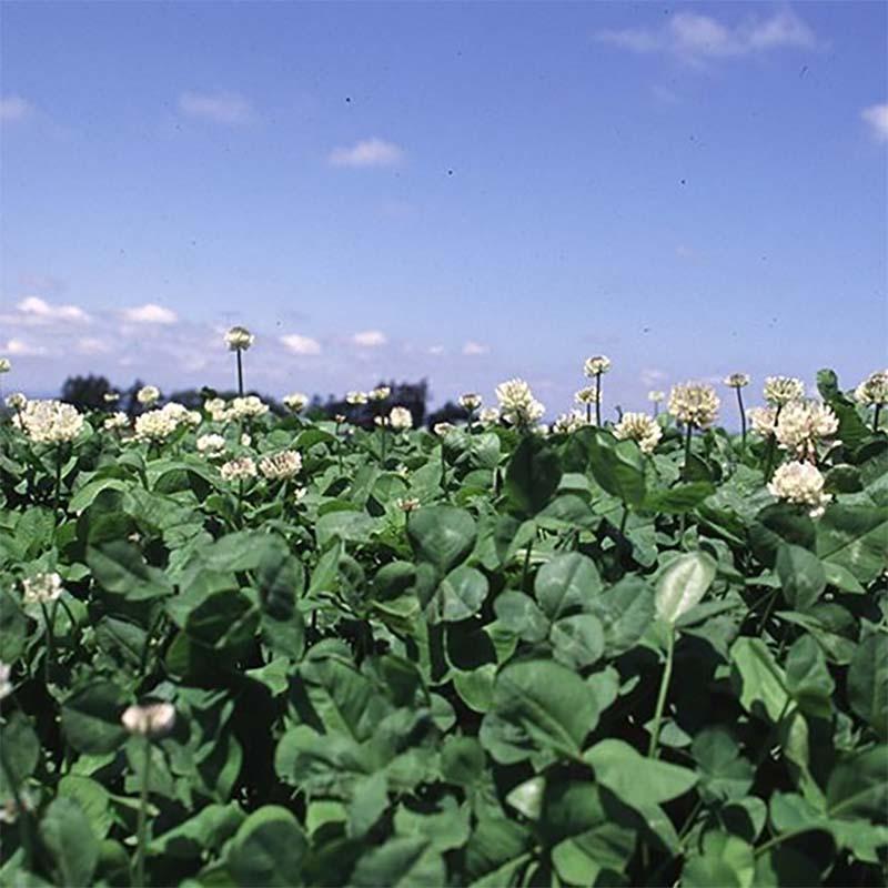 種 1kg シロクローバー ルナメイ コート種子 緑肥 酪農畜産 雪印種苗 米s 代引不可 農業用品販売のプラスワイズ 通販 Yahoo ショッピング