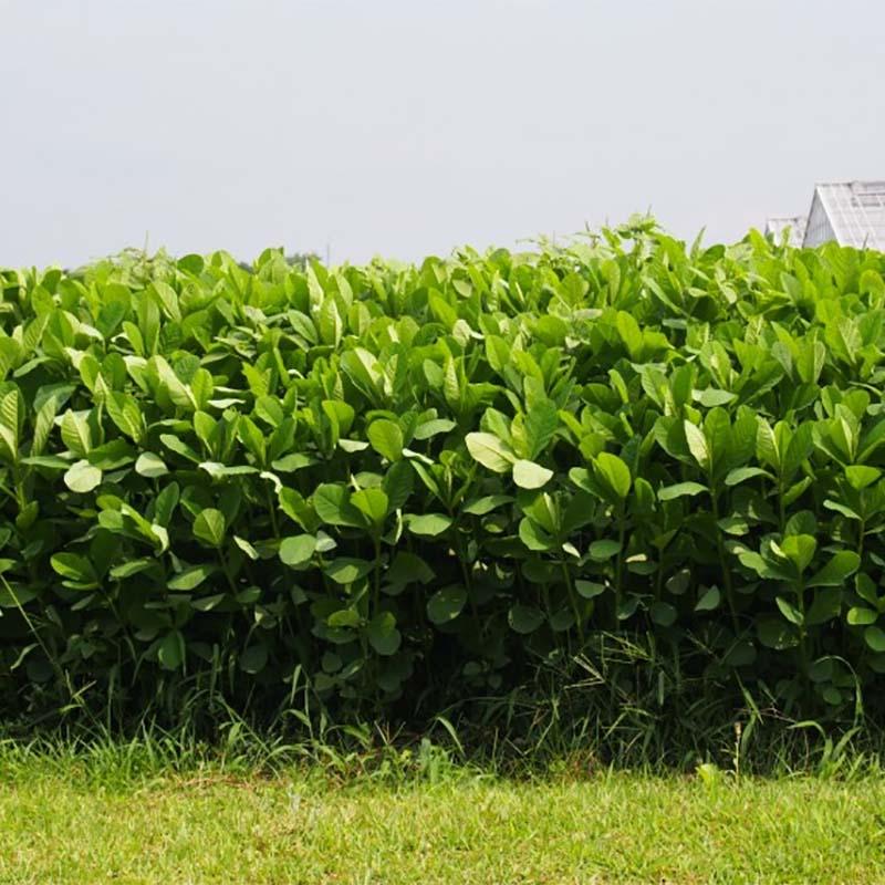 種 5kg クロタラリア ネマックス 畑地 線虫対策 緑肥 雪印種苗 米S 代引不可 (登録品種名:ネマックス) | 