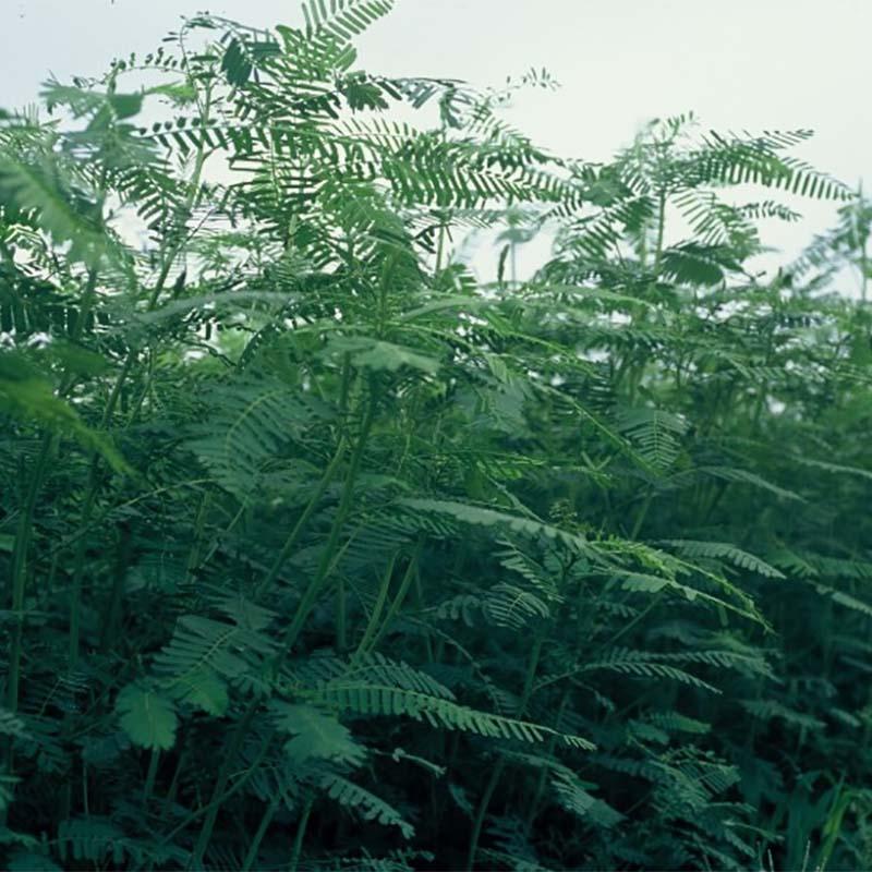 種 6kg セスバニア 田助 畑地 土壌保全 緑肥 雪印種苗 米S 代引不可 (登録品種名:田助) |  | 02