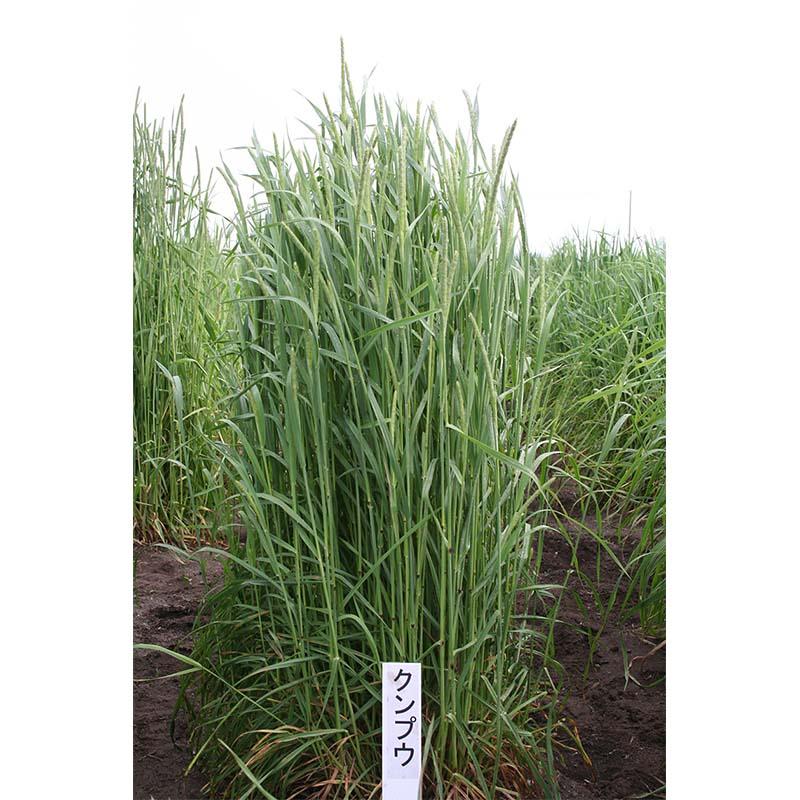 種 5kg チモシー クンプウ 極早生 畑地 牧草 緑肥 雪印種苗 米S 代引不可 (登録品種名:クンプウ) | 