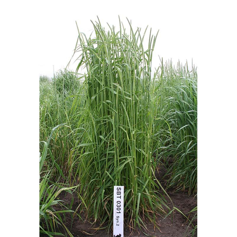 種 5kg PVP チモシー ユウセイ 極早生 畑地 牧草 緑肥 雪印種苗 米S 代引不可 (海外持出禁止 登録品種名:ユウセイ 農林水産省品種登録:第21185号) | 